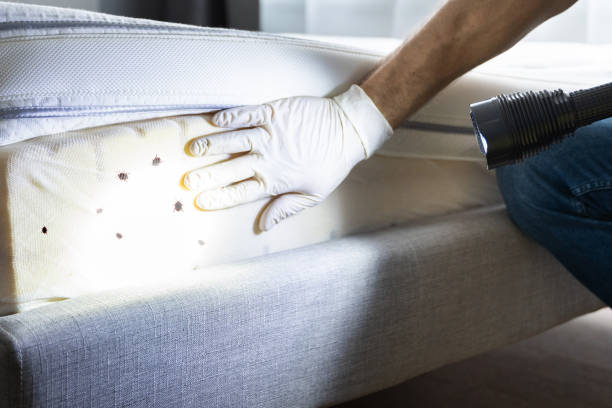 Best Termite Control Services  in Westwood Shores, TX