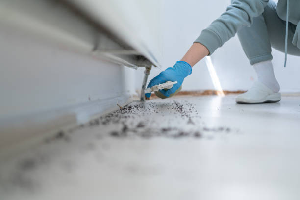 Best Wasp Removal Services  in Westwood Shores, TX