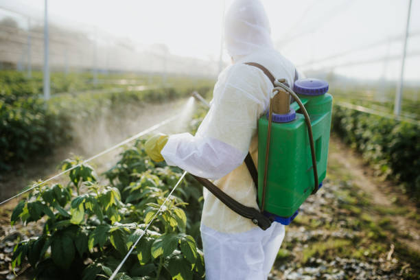 Trusted Westwood Shores, TX Pest Control Experts